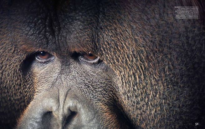 flach.economist.may2012-4