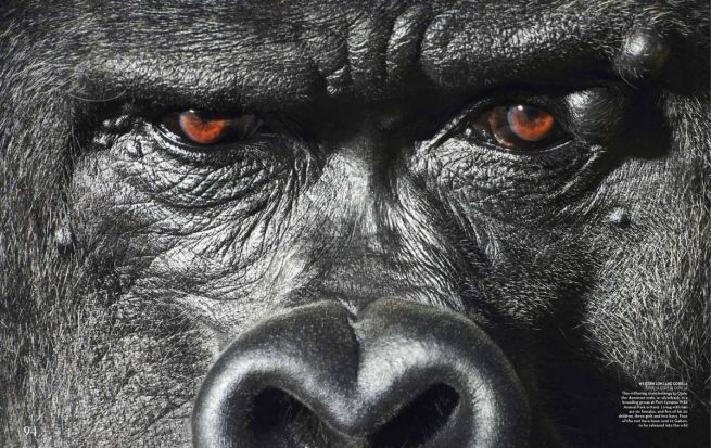 flach.economist.may2012-6