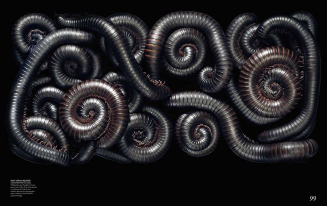 flach.economist.may2012-8